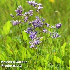 Limonium Gmelinii -Eden Yard Zone LIMO GMELINII W392621