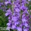 Lobelia Speciosa Fan Blue 2 Lobelia Speciosa Fan Blue -Eden Yard Zone LOBE FANBLUE1