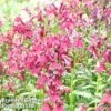 Lobelia Speciosa Fan Burgundy 1 Lobelia Speciosa Fan Burgundy -Eden Yard Zone LOBE FANBURGUN1