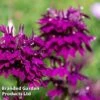 Lobelia 'Hadspen Purple' -Eden Yard Zone LOBE HADSPENPU L45022