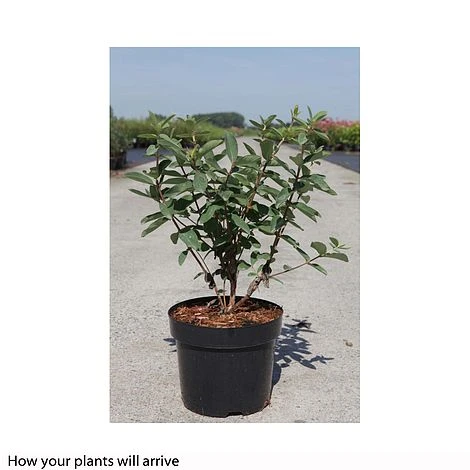 Lonicera Kamtschatica 'Myberry Bee' 4 Lonicera Kamtschatica 'Myberry Bee' - Image 2