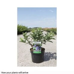 Eden Yard Zone -Eden Yard Zone LONI T66332 B h