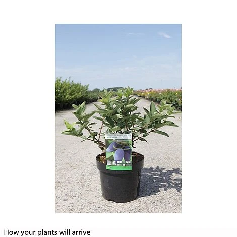 Lonicera Kamtschatica 'Blue Velvet' 4 Lonicera Kamtschatica 'Blue Velvet' - Image 2