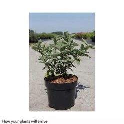 Lonicera Kamtschatica 'Myberry Sweet' 5 Lonicera Kamtschatica 'Myberry Sweet' -Eden Yard Zone LONI T66336 B h