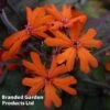 Lychnis X Arkwrightii 'Orange Zwerg' -Eden Yard Zone LYCH KC9118 A