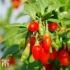 Goji Berry 'Sweet Lifeberry' -Eden Yard Zone LYCI T66348 C