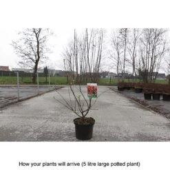 Crab Apple 'Evereste' -Eden Yard Zone MALU T68421 B h