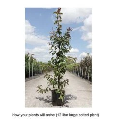 Crab Apple 'Indian Magic' -Eden Yard Zone MALU T68425 B h