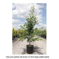 Crab Apple 'Sugar Tyme' 5 Crab Apple 'Sugar Tyme' -Eden Yard Zone MALU T68433 B h