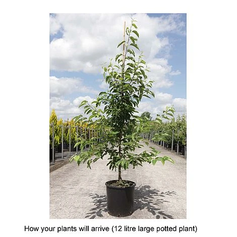 Crab Apple 'Sugar Tyme' 4 Crab Apple 'Sugar Tyme' - Image 2