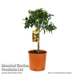 Mandarin Citrus Plant -Eden Yard Zone MAND ORANGE5L T48380