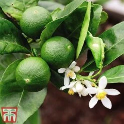 The Marmalade Collection - Gift -Eden Yard Zone MARM KC5987 B