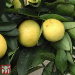 The Marmalade Collection - Gift -Eden Yard Zone MARM KC5987 C