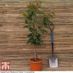 Prunus 'The Bride' 5 Prunus 'The Bride' -Eden Yard Zone MATT CHERRY DEL G17