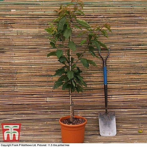 Cherry 'Merton Glory' 4 Cherry 'Merton Glory' - Image 2