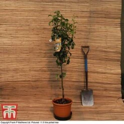 Pear 'Doyenné Du Comice' -Eden Yard Zone MATT PEAR PATIO 11 5L DEL G2