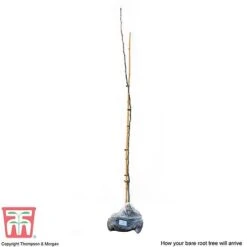 Medlar 'Nottingham' 7 Medlar 'Nottingham' -Eden Yard Zone MEDL CWW3404 C