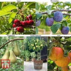 Fruit Tree Collection (Mini Fruit Tree) -Eden Yard Zone MINI T56849 A