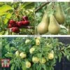 Fruit Tree Collection (Mini Fruit Tree) 1 Fruit Tree Collection (Mini Fruit Tree) -Eden Yard Zone MINI T56849 A2