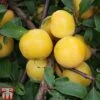 Plum 'Mirabelle Golden Sphere' 1 Plum 'Mirabelle Golden Sphere' -Eden Yard Zone MIRA TKA1925 A