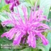 Monarda Didyma 'Balmy Lilac' -Eden Yard Zone MONA KC9170 A