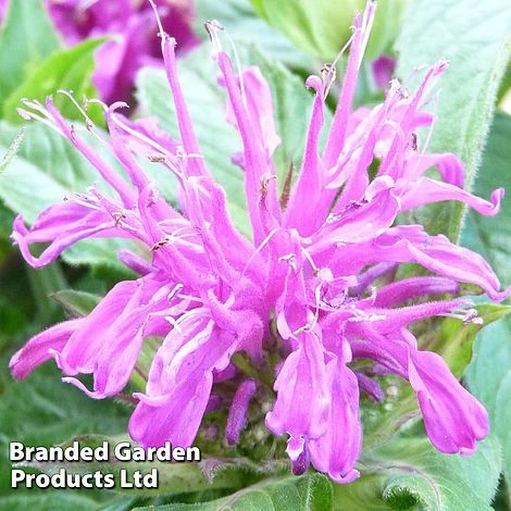 Monarda Didyma 'Balmy Lilac' 3 Monarda Didyma 'Balmy Lilac'