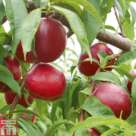 Nectarine 'Fantasia' 4 Nectarine 'Fantasia' - Image 2