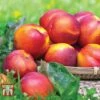 Nectarine 'Fantasia' -Eden Yard Zone NECT CWW3225 B