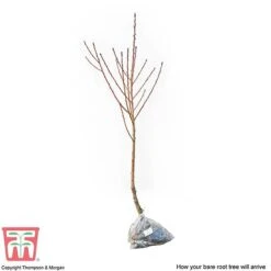 Nectarine 'Fantasia' 7 Nectarine 'Fantasia' -Eden Yard Zone NECT CWW3225 C