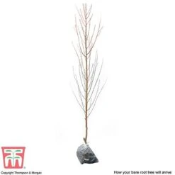 Nectarine 'Lord Napier' -Eden Yard Zone NECT T71129 C