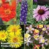 Nurserymans Choice Perennial Mix 36 Plugs + 5 Seeds -Eden Yard Zone NURS WKF0172 D