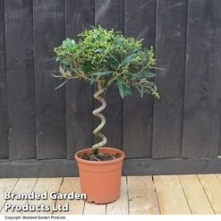 Olive Tree With Spiral Stem