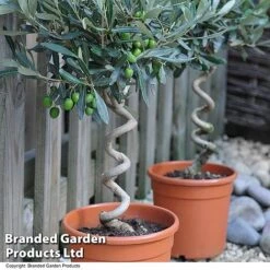 Olive Tree With Spiral Stem -Eden Yard Zone OLIV STNDTWIST T25345