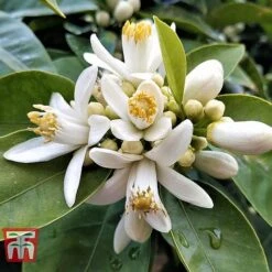 Bitter Orange -Eden Yard Zone ORAN BRIG L06951W C