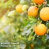 Sweet Orange (Citrus) -Eden Yard Zone ORAN CITRUSDUO L26974