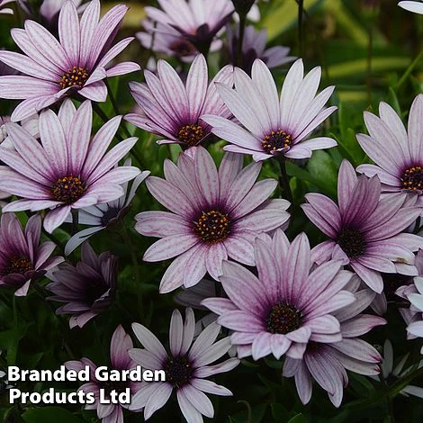 Hardy Osteospermum Collection 4 Hardy Osteospermum Collection - Image 2