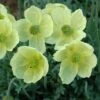 Poppy 'Pacino' -Eden Yard Zone PAPA T64466 A h