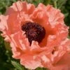 Poppy 'Victoria Louise' -Eden Yard Zone PAPA T64478 A h