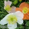 Alpine Poppy Mixed -Eden Yard Zone PAPA ALPINUMMI1