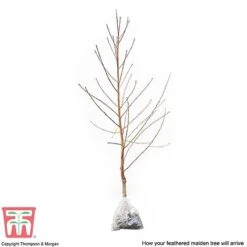 Peach 'Avalon Pride' 7 Peach 'Avalon Pride' -Eden Yard Zone PEAC 87129 C