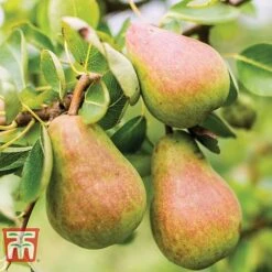 Pear 'Williams' Bon Chretien' 7 Pear 'Williams' Bon Chretien' -Eden Yard Zone PEAR CWW3398 A