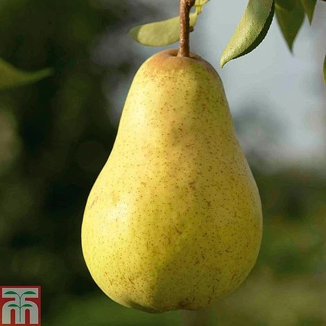 Pear 'Williams' Bon Chretien' 3 Pear 'Williams' Bon Chretien'