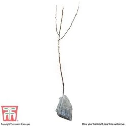 Pear 'Williams' Bon Chretien' 9 Pear 'Williams' Bon Chretien' -Eden Yard Zone PEAR CWW3398 C2