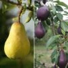 Pear Collection -Eden Yard Zone PEAR CWW3399 A h