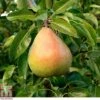 Pear 'Doyenné Du Comice' -Eden Yard Zone PEAR T10617 A