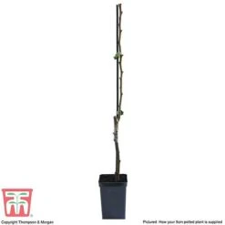 Pear 'Doyenné Du Comice' -Eden Yard Zone PEAR T10617 E