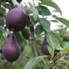 Pear 'Red William' -Eden Yard Zone PEAR T14148 A h