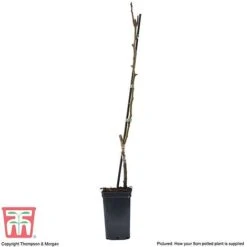 Pear 'Mini Conference' -Eden Yard Zone PEAR T42025 C