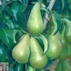 Pear 'Concorde' -Eden Yard Zone PEAR TKA1791 A