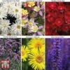 Small Best Value Perennial Collection -Eden Yard Zone PERE WKB8733 A